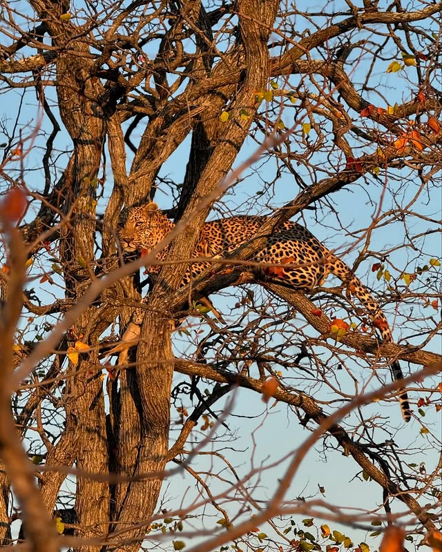 A leopard with distinctive spots is perched on a thick branch within a dense, leafless tree under a clear sky.